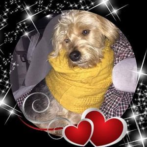 Meet your Posher, Diane